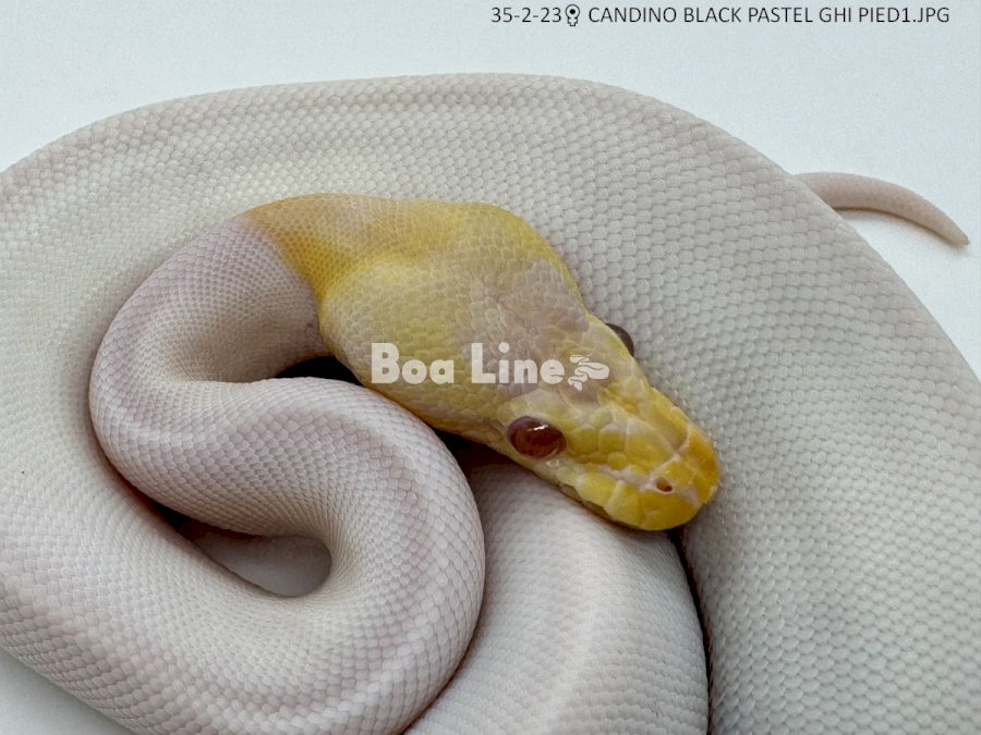 CANDINO BLACK PASTEL GHI PIED